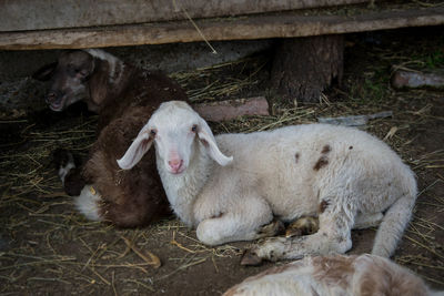 Sheep in a field