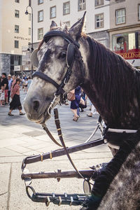 Horse cart on street in city