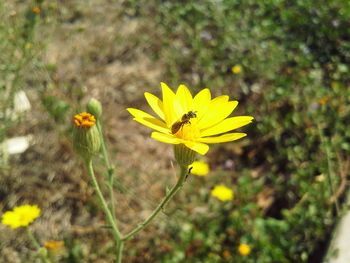 Close-up of yellow butterfly pollinating flower