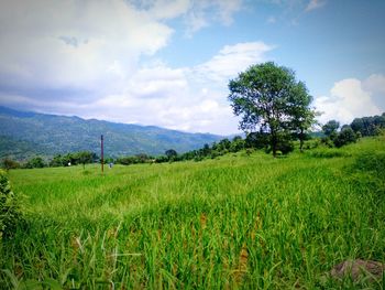 Scenic view of field against sky