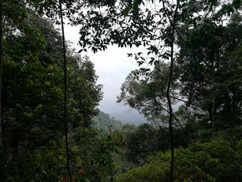 Trees in forest against sky