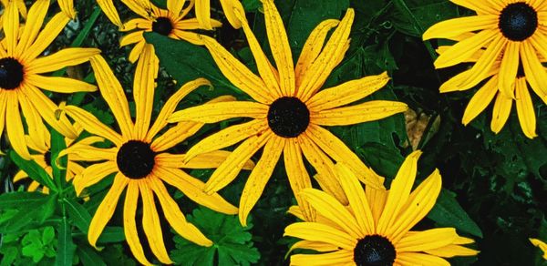 Close-up of yellow sunflower in park