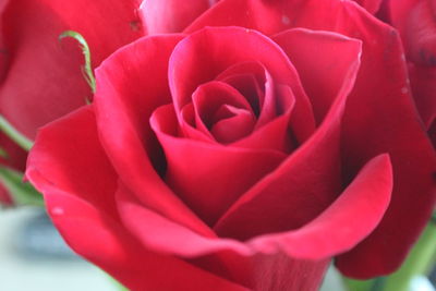 Close-up of red rose blooming outdoors