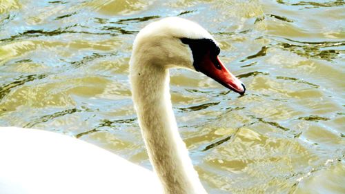 Close-up of swan in lake