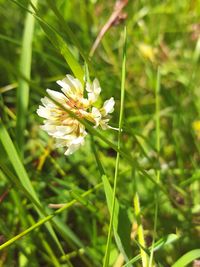 Close-up of white flowers blooming outdoors