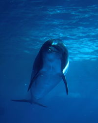 Fish swimming in sea