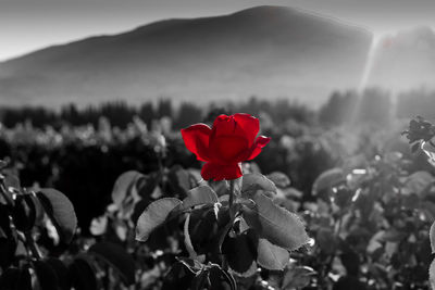 Close-up of red flowers against sky