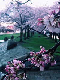 Pink cherry blossoms in spring