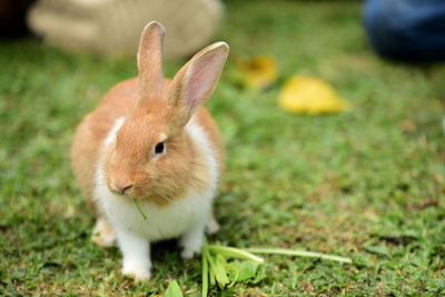 Rabbit on field