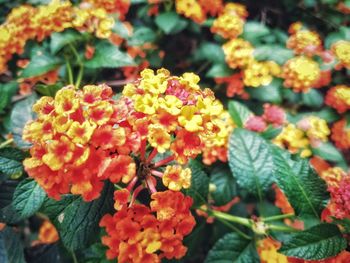 Close-up of flowering plants