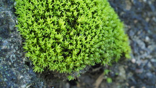 High angle view of fresh green plant
