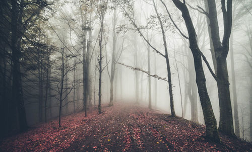 Empty dirt road covered with petals amidst bare trees during foggy weather