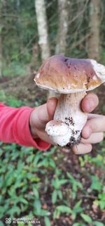 Person holding mushroom growing on field