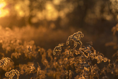 Close-up of wilted plant during winter