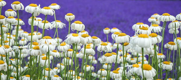 Close-up of fresh white flowers in field