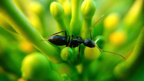 Close-up of bug on flower