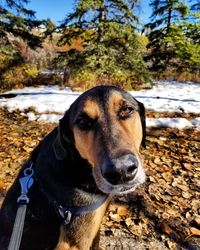 Portrait of dog on snow covered land