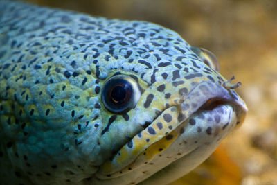 Close-up of fish swimming in sea