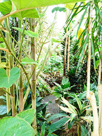 Close-up of bamboo plants