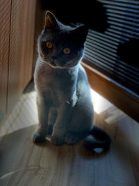 Cat sitting on floor at home