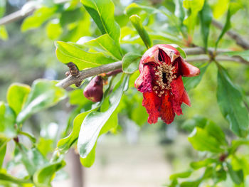 Close-up of red flowers on plant