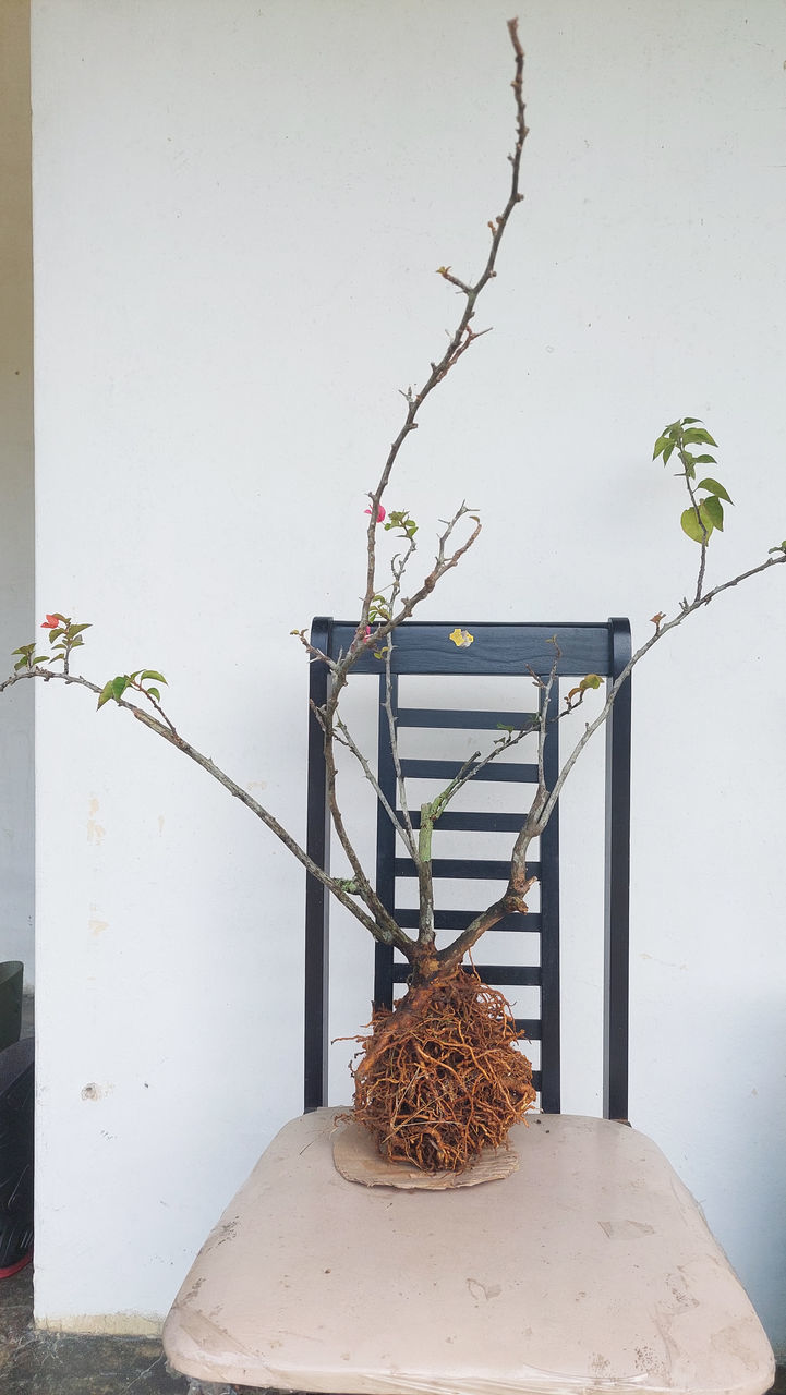 plant, iron, nature, no people, potted plant, art, houseplant, lighting, wood, architecture, wall, growth, day, indoors, flower, wall - building feature, tree, table, built structure