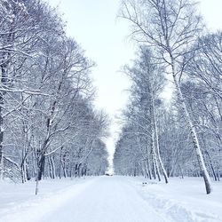 Road amidst bare trees during winter