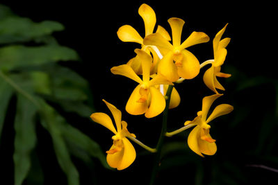 Close-up of yellow flowering plant