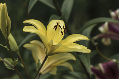 Photo of a yellow lily close-up shot.