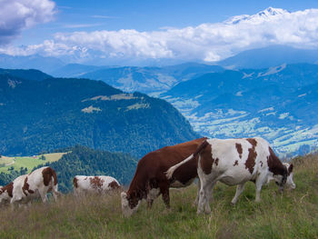 Cows grazing on mountain against sky