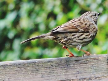 Close-up of eagle perching on wood