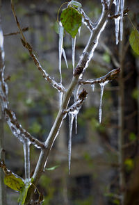 Close-up of spider web on tree during winter