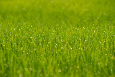 Close-up of grass growing on field