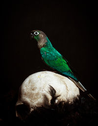 Close-up of parrot perching on black background