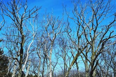 Low angle view of trees against blue sky