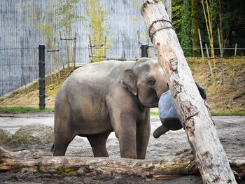 Elephant on tree