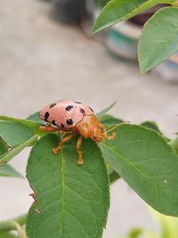 Close-up of insect on leaves