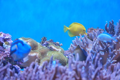View of jellyfish swimming in sea