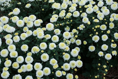 High angle view of flowers blooming in spring