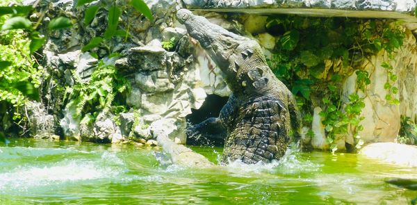 View of turtle in lake