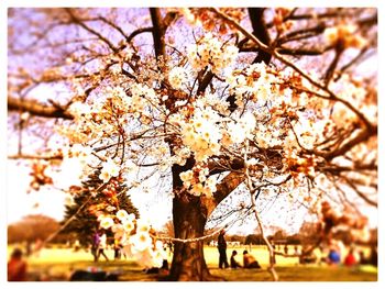 White flowers growing on tree