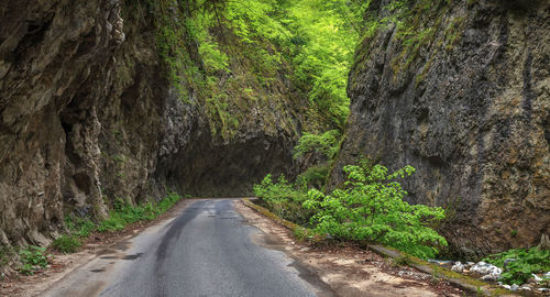 Road amidst trees