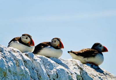 Close-up of puffins  on rock against clear sky