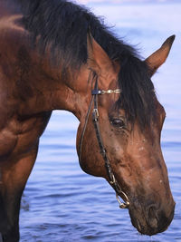 Close-up of horse against sky