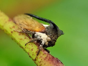 Close-up of butterfly