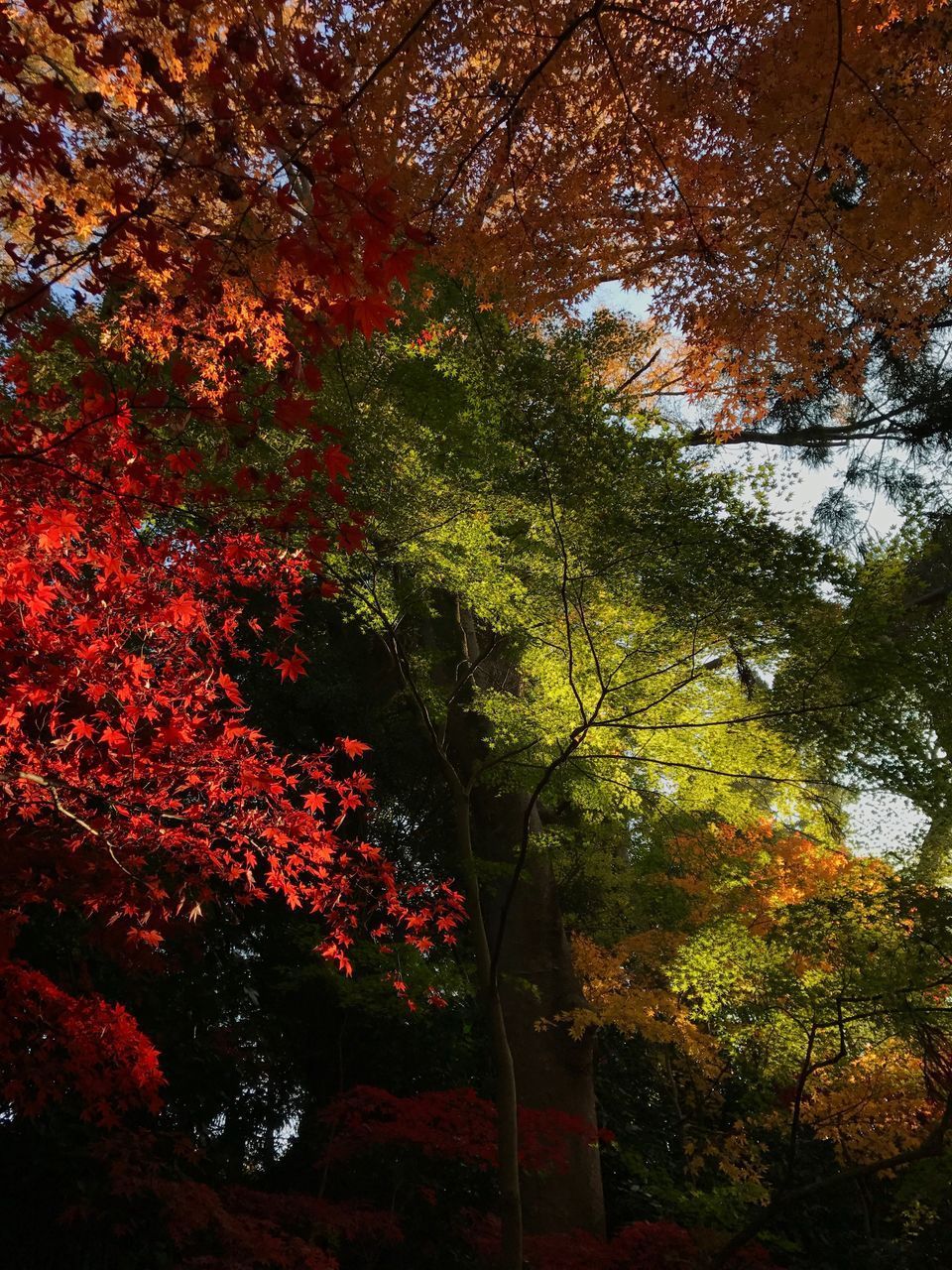 LOW ANGLE VIEW OF MAPLE TREE IN FOREST