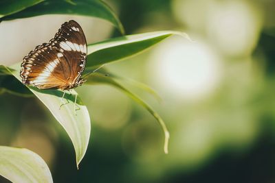 Close-up of butterfly on leaf