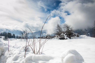 Snow covered plants on field against sky