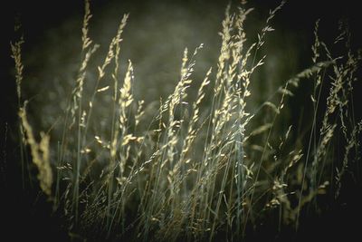 Plants in pond