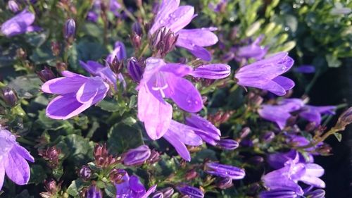 Close-up of purple flowers blooming outdoors